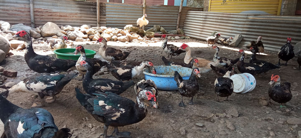 नगरपालिकाद्वारा ब्याजमा अनुदान पाएपछि पाल्पा रामपुरका युवा कृषि व्यवसायतर्फ उत्साहित